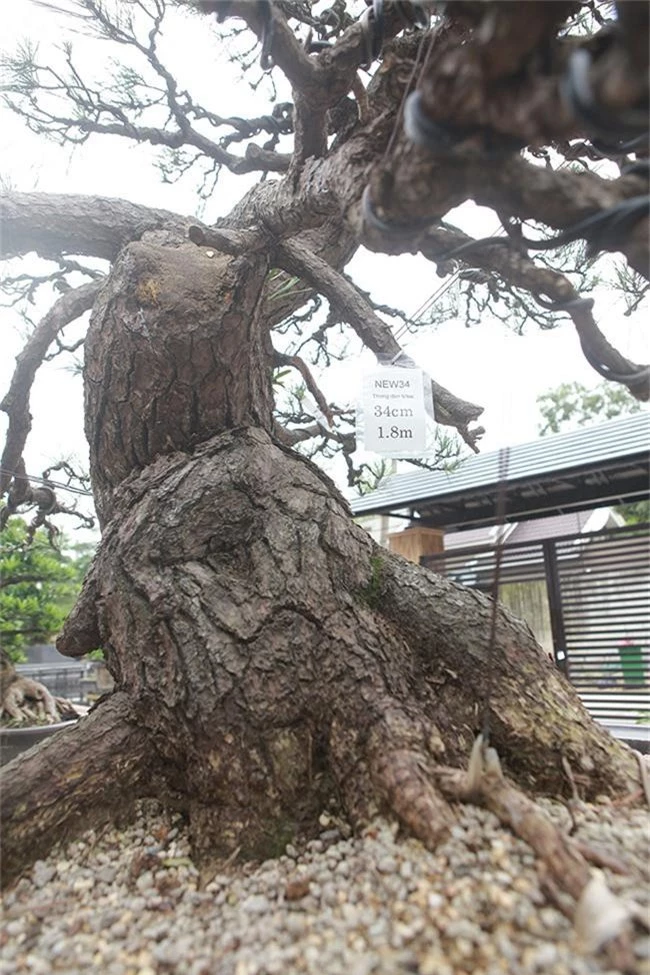 doanh nhan viet chi tien ty mua “vua bonsai” tu nhat ve ngam hinh anh 12