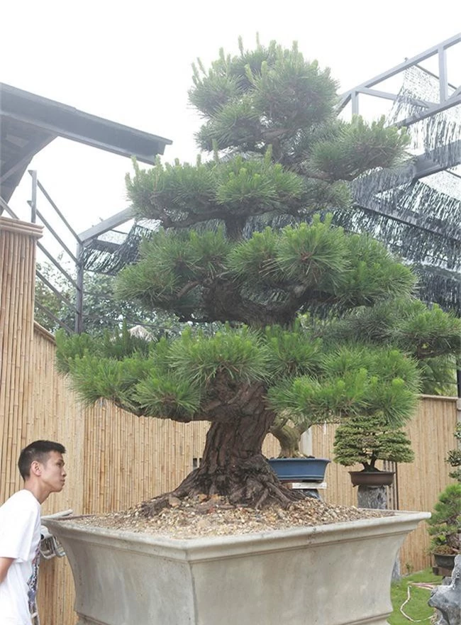 doanh nhan viet chi tien ty mua “vua bonsai” tu nhat ve ngam hinh anh 13