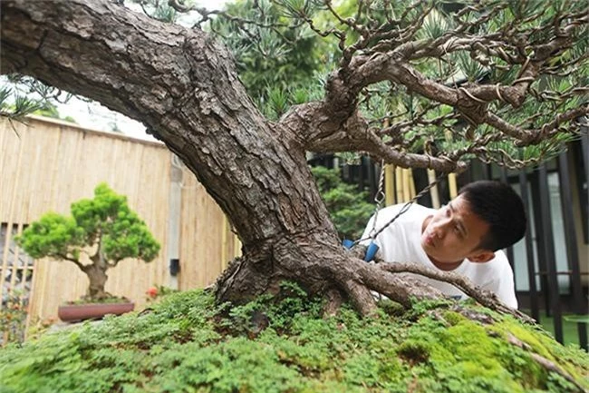 doanh nhan viet chi tien ty mua “vua bonsai” tu nhat ve ngam hinh anh 3