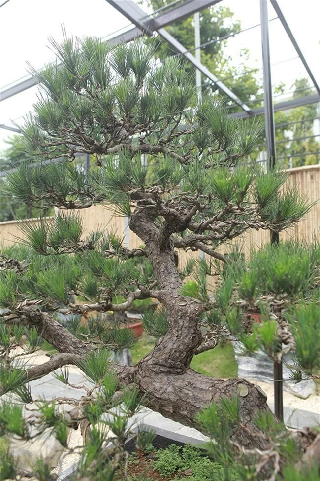 doanh nhan viet chi tien ty mua “vua bonsai” tu nhat ve ngam hinh anh 5