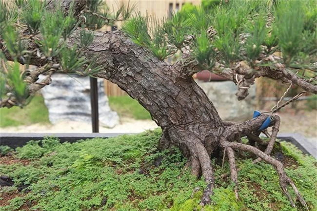 doanh nhan viet chi tien ty mua “vua bonsai” tu nhat ve ngam hinh anh 6