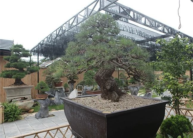 doanh nhan viet chi tien ty mua “vua bonsai” tu nhat ve ngam hinh anh 8