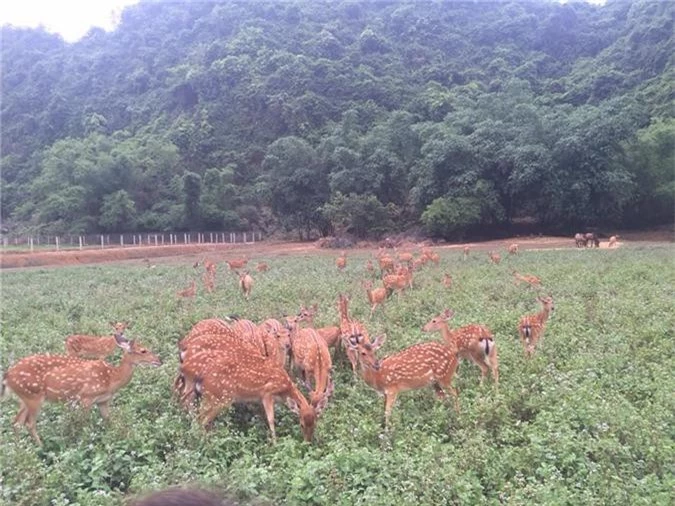 trang trai tien ty nhin dau cung ra con dac san hinh anh 1