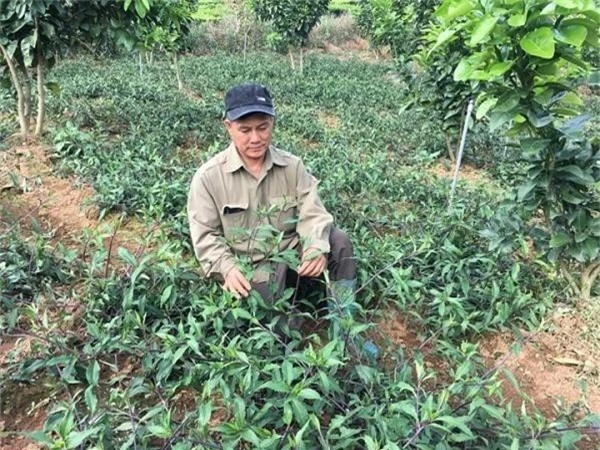 trong rau muong nhat noi heo hut, hai mo nao lai khuan di mo do hinh anh 2