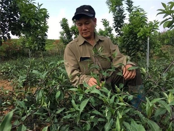 trong rau muong nhat noi heo hut, hai mo nao lai khuan di mo do hinh anh 4