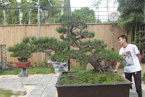 Doanh nhân Việt chi tiền tỷ mua “vua bonsai” từ Nhật về ngắm