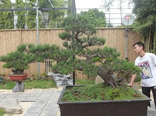 Doanh nhân Việt chi tiền tỷ mua “vua bonsai” từ Nhật về ngắm