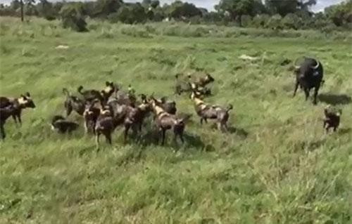 CLIP: Trâu mẹ bất lực nhìn chó hoang ăn thịt con