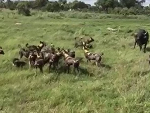 CLIP: Trâu mẹ bất lực nhìn chó hoang ăn thịt con