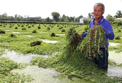 Vĩnh Long: Chổng gốc lên trời mà loài rau này vẫn tốt vù vù