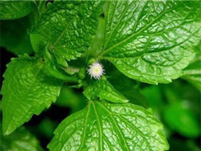 Bài thuốc chữa viêm xoang bằng cây cứt lợn