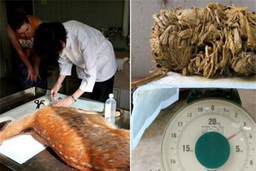 Mổ bụng con nai nặng 30 kg, phát hiện điều ám ảnh