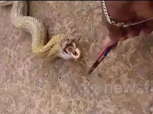 Clip: Rắn hổ suýt bỏ mạng vì nuốt chửng rắn hổ bướm