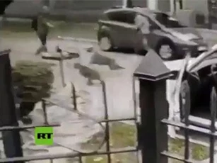 Clip: Hai chú chó dũng cảm rượt tên cướp chạy 'thục mạng'