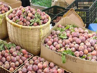 Mận - trái cây giải nhiệt mùa hè