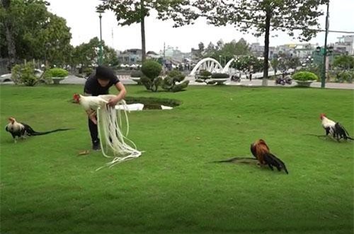 CLIP: Đàn gà có đuôi dài trên 2m, giá trị tiền tỷ của đại gia Tây Ninh