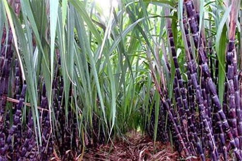 Giá đường kỳ hạn tháng 7 tăng 2,46%