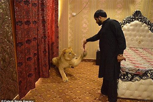Sư tử được đại gia nuôi như con đẻ, sống sang chảnh