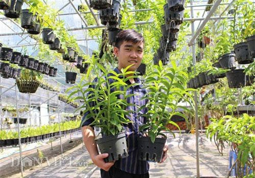 Vườn lan trầm rồng đỏ đẹp như mơ của hot boy Lâm Đồng