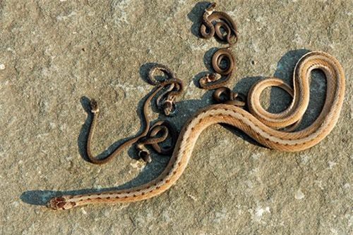 Động vật với những cú lừa "dị" khiến con người hết hồn