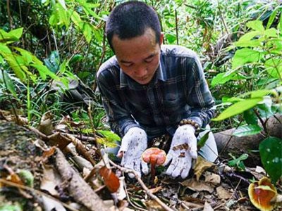 Săn loài nấm quý hơn nhân sâm, phơi khô bán giá cao gấp 3 lần