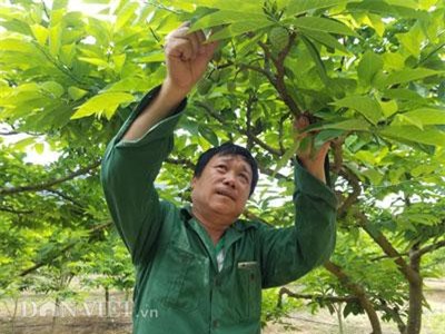 Lạng Sơn: "Cao thủ" thụ phấn cho na mở mắt "không trượt phát nào"