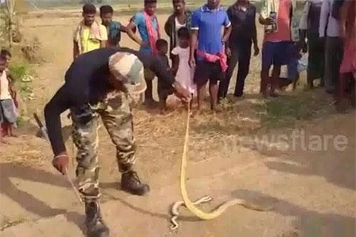 Tham nuốt mồi, rắn hổ mang suýt bỏ mạng nếu không được giải cứu kịp thời.