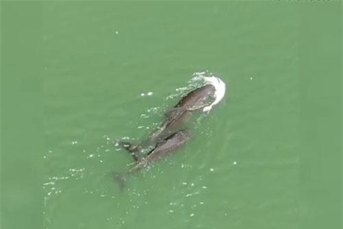 'Rơi nước mắt' cảnh cá heo mẹ đau buồn cố giữ xác con bên mình