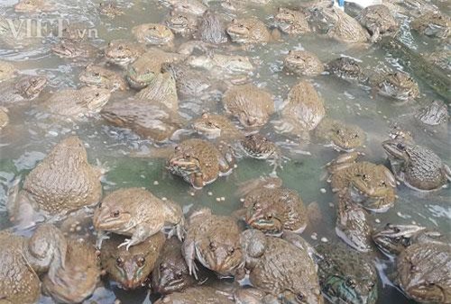 Ninh Bình: 8X mỗi năm kiếm gần nửa tỷ đồng nhờ nuôi ếch ộp