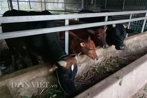 Sơn La: Ở núi, nuôi bò, trồng nhãn, trồng xoài "khổng lồ" lại có tiền cục