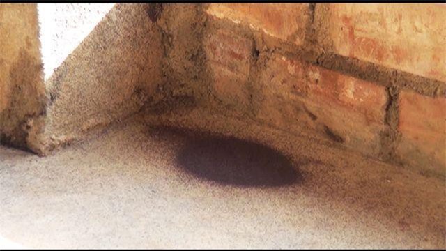 Phú Yên: Sởn gai ốc với loại côn trùng lạ “tấn công” người dân