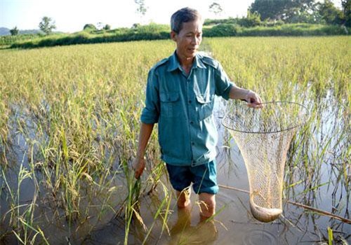 Tuyên Quang: Nuôi cá chép trong ruộng lúa, chả phải cho ăn mà cá vẫn to, bự