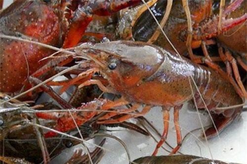 Kiểm tra phản ánh việc tôm hùm đất được bày bán số lượng lớn