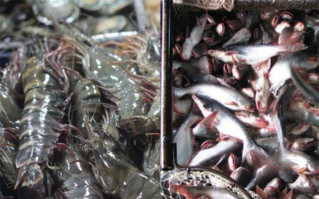 Xuất khẩu thủy sản: Sẽ gặp khó ở Trung Quốc, thuận lợi ở Mỹ