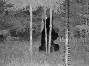 Clip: Vũ công chuyên nghiệp cũng phải 'ngã mũ' trước màn biểu diễn của chú gấu này