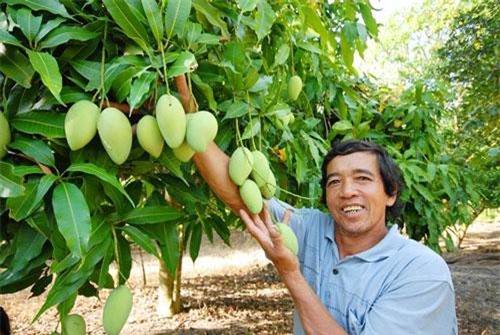 An Giang: Trồng xoài hướng đến xuất khẩu