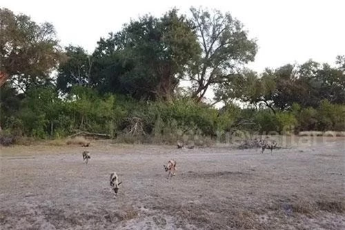 Đàn chó hoang tản ra tìm mồi trong buổi đi săn.