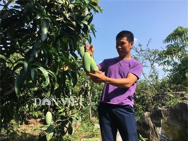 noi heo hut, co khoi tai san kech su nho trong 2ha xoai “khong lo" hinh anh 1