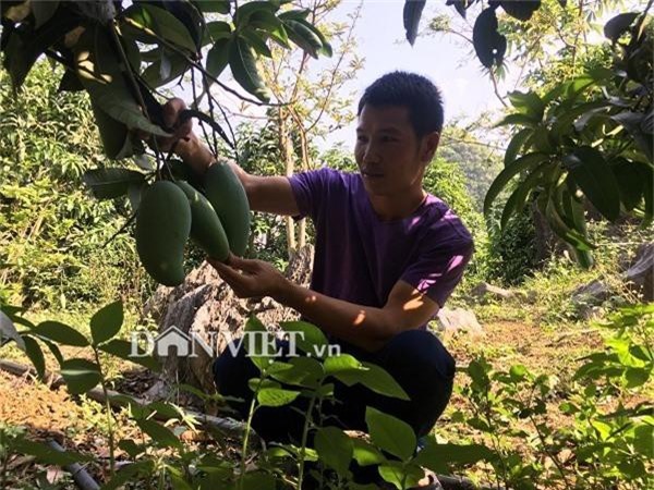 noi heo hut, co khoi tai san kech su nho trong 2ha xoai “khong lo" hinh anh 3