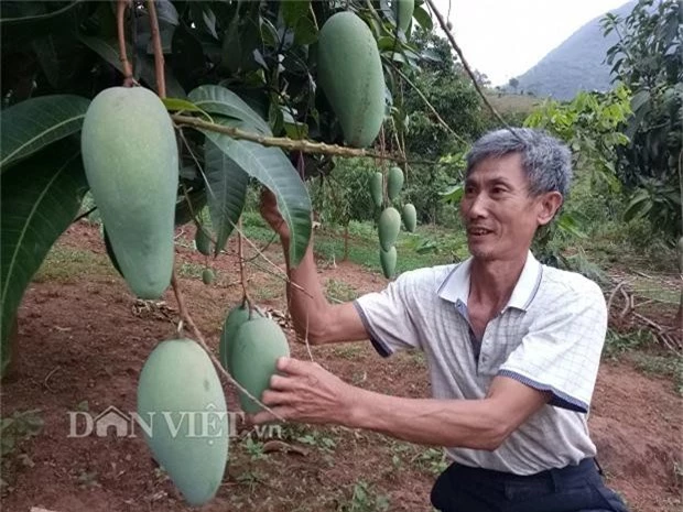 o nui, nuoi bo, trong nhan, trong xoai "khong lo" lai co tien cuc hinh anh 3