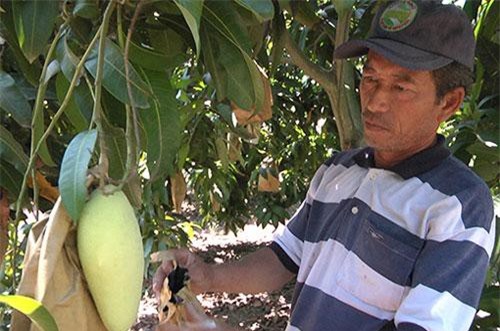 Đồng Nai: Trồng xoài ra quả bự, đem bọc trái, thương lái tranh nhau mua