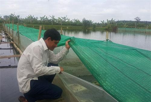 Thái Bình: "Mắc màn" nuôi ếch nhung nhúc dưới ao, bỏ túi cả trăm triệu/năm