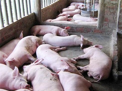 Dịch tả lợn Châu Phi: Bổ sung đối tượng chủ DN chăn nuôi lợn được hỗ trợ 30% mức hỗ trợ cho chủ vật nuôi 