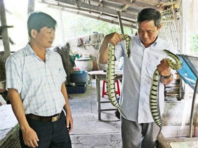 Vĩnh Long: Nuôi rắn ri voi kèm thêm ba ba-nhà ít đất vẫn làm ra nhiều tiền