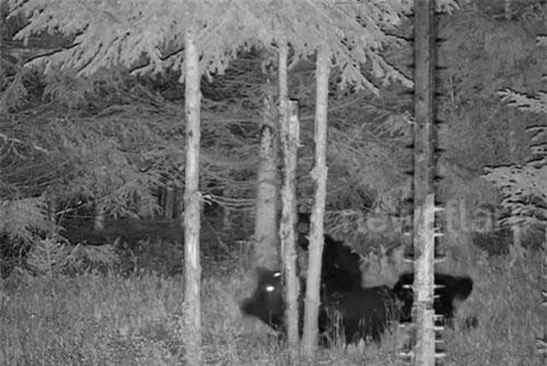 'Sửng sốt' chú gấu nhảy múa như vũ công chuyên nghiệp