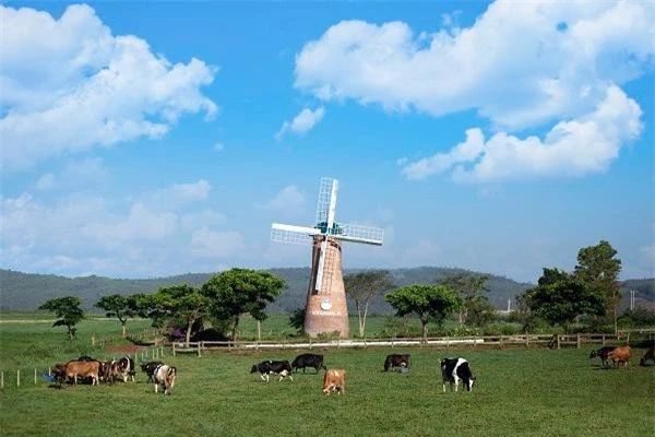 Trang trại bò sữa Organic đầu tiên của Việt Nam tại Đà Lạt được Vinamilk đầu tư với đàn bò sữa Organic được nhập khẩu