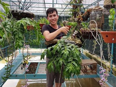 Hải Dương: Từ giò phi điệp bạn cho, sau 4 năm làm nên vườn lan rừng tiền tỷ