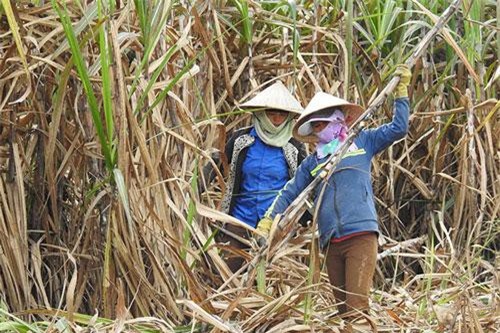 Đường nhập lậu tăng theo cấp số nhân, mía đường nội gặp khó