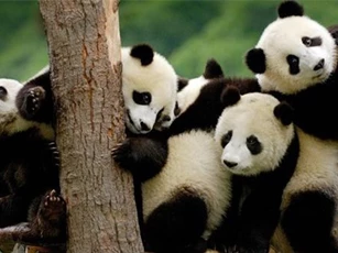 CLIP: Không gì mệt hơn làm "bảo mẫu" cho gấu trúc