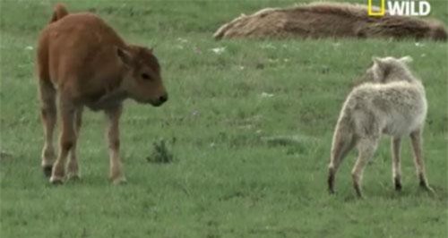 CLIP: Tấn công bể con, chó sói nhận cái kết đắng